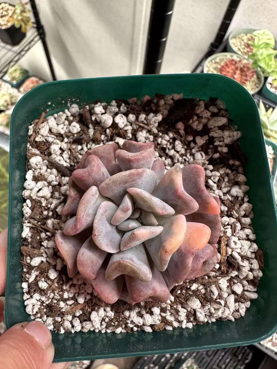 SHIPS BARE ROOT: Variegated Cubic Frost thumbnail