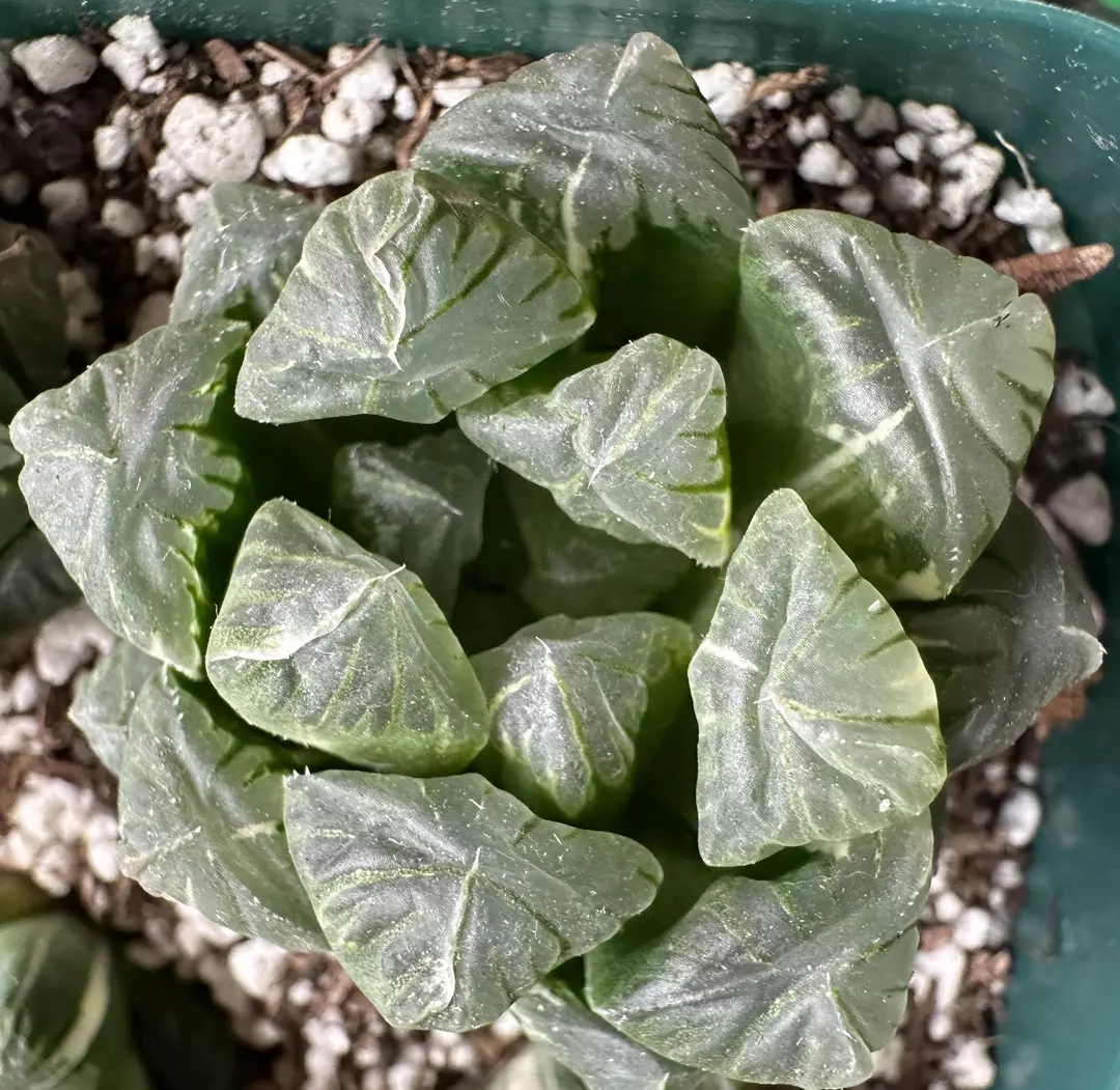 SHIPS BARE ROOT: Variegated Haworthia thumbnail