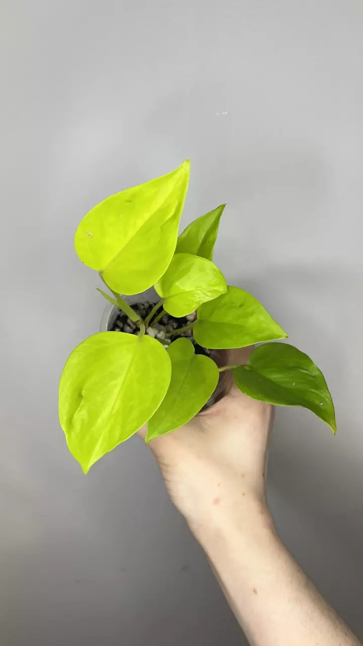 Teruno Champs-Elysées thumbnail