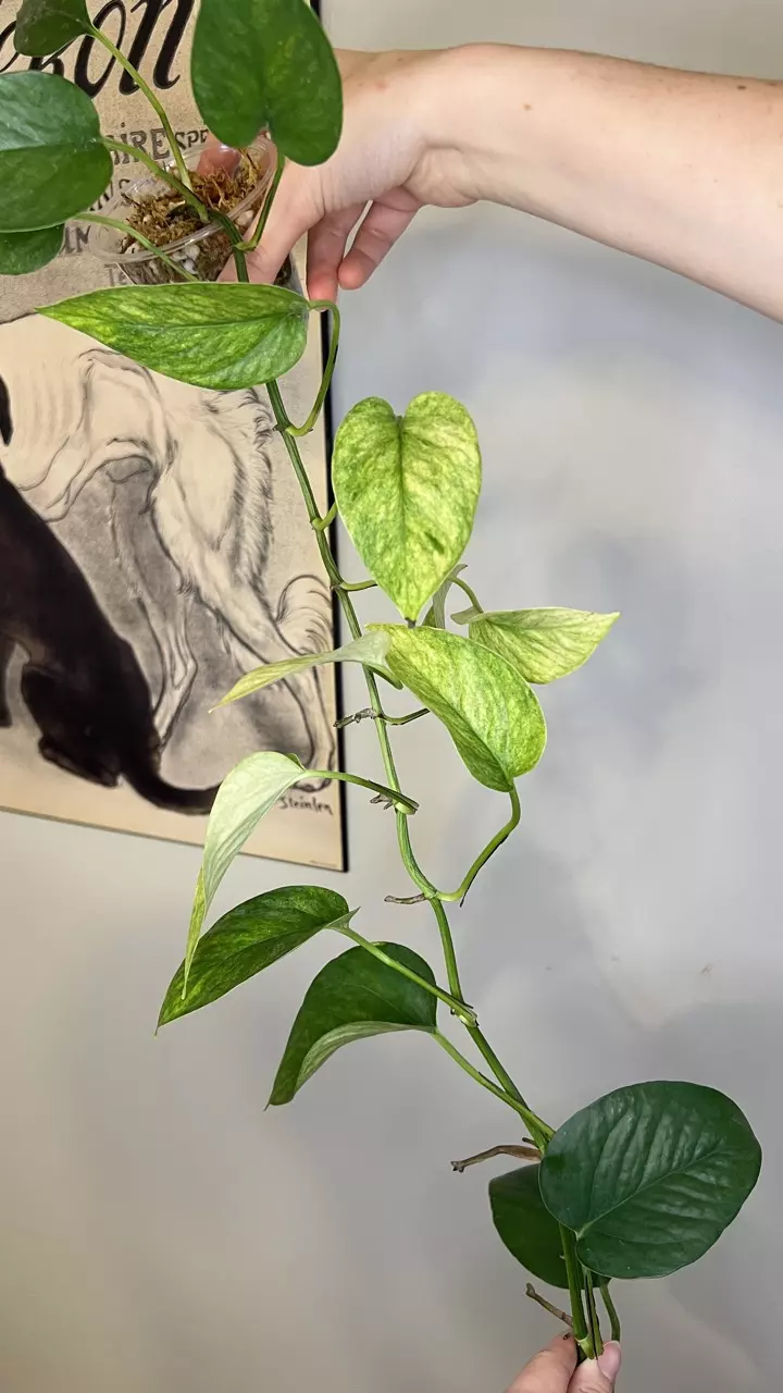 Teruno Hanahana Pothos thumbnail