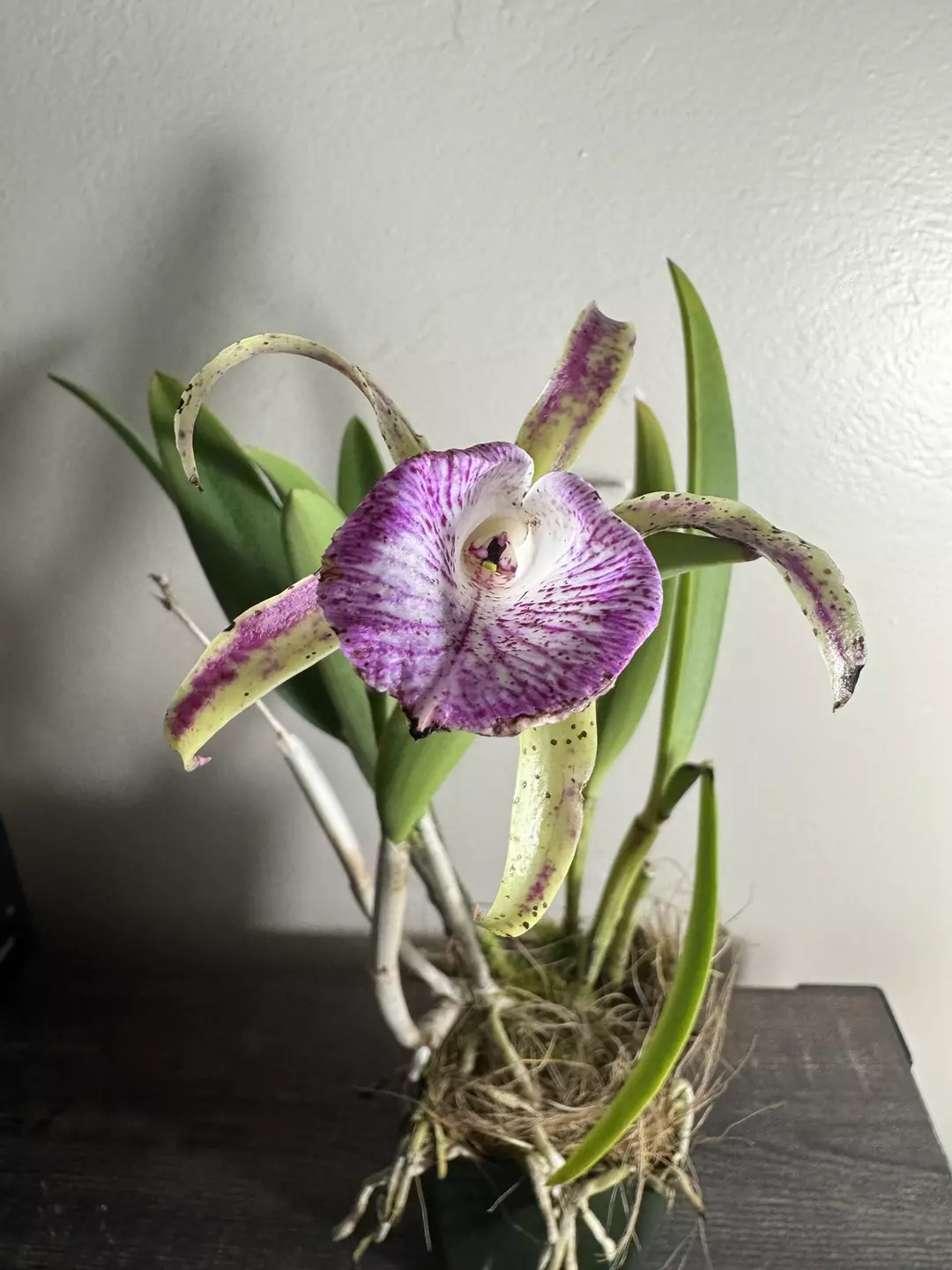 Orchid: Brassocattleya Valencia Beauty thumbnail