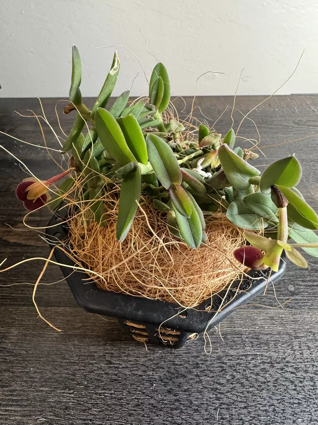 Miniature Orchid: Epidendrum porpax thumbnail