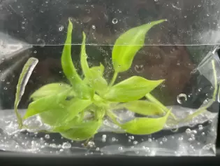 Philodendron Mamei (Bag 10 plants)-Plant Tissue culture thumbnail