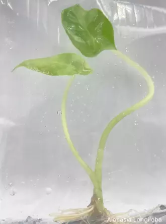 Alocasia Longiloba (BAG 1 plant) - Tissue Culture thumbnail