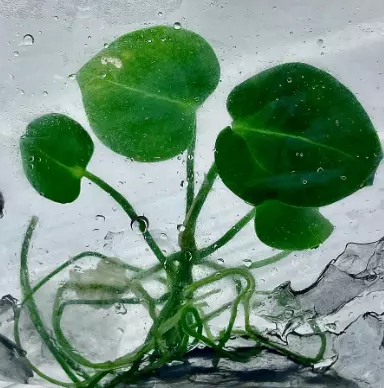 Anthurium Regale (BAG 5 plants) - Tissue Culture thumbnail