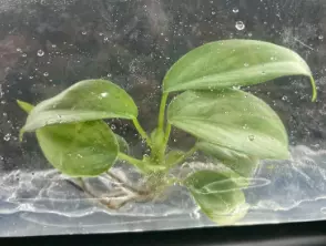 Philodendron Sodiroi (Bag 1 plant) Tissue culture thumbnail