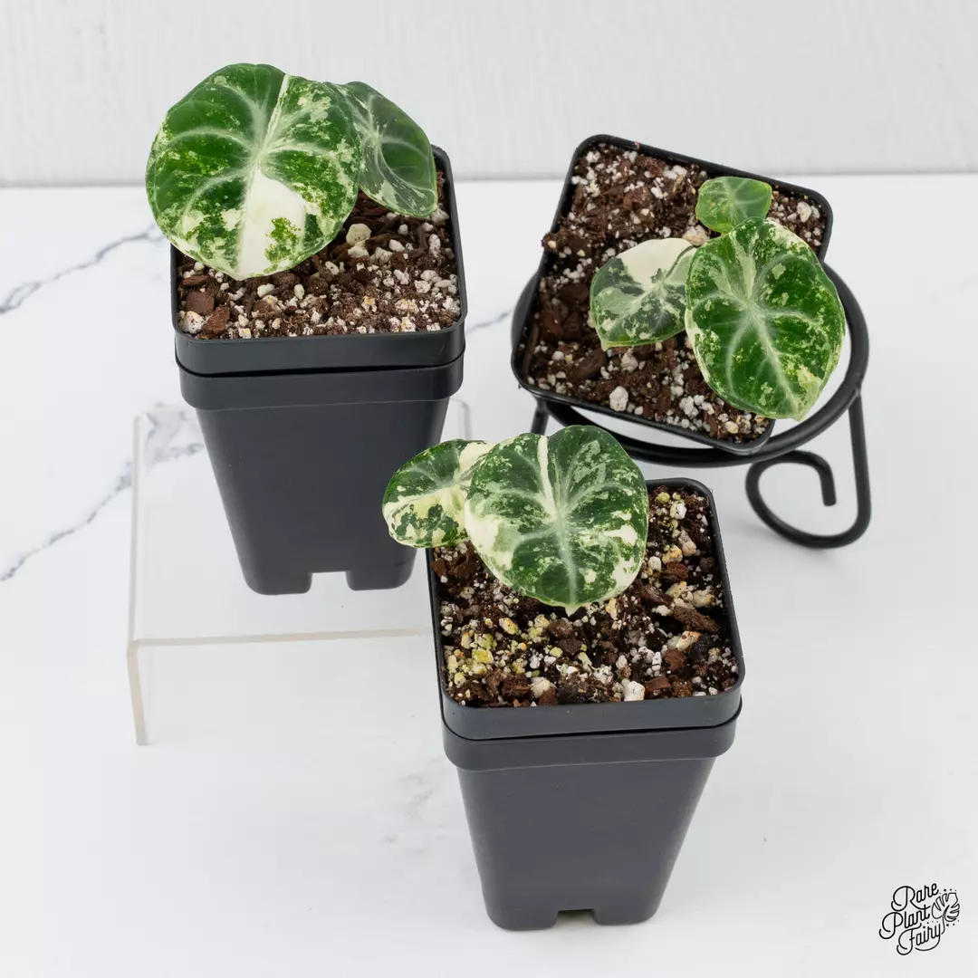 Alocasia 'Black Velvet Ninja' Albo Variegated *Grower's choice* thumbnail