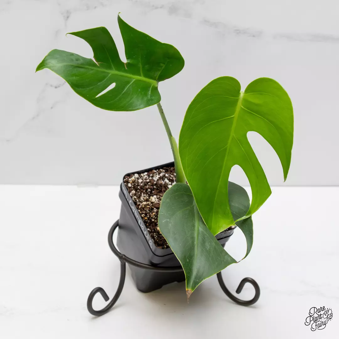 Monstera Deliciosa 'Compacta' with Kunzo Tags *Grower's choice* thumbnail