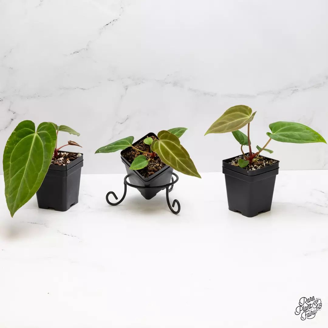 Anthurium sp. "RPF Living Wall" *Grower's Choice* thumbnail