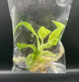 Philodendron Giganteum Blizzard Variegated -Tissue culture thumbnail