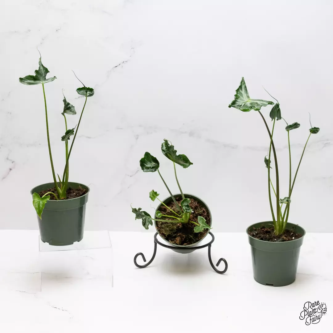 Alocasia 'Teletubbies' *Grower's choice* thumbnail