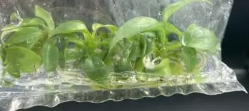 Philodendron Sodiroi (BAG 5 plants) Tissue Culture thumbnail