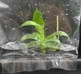 Philodendron Pastazanum (BAG 1 plant) Tissue culture thumbnail