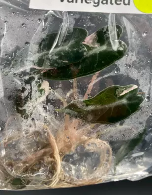 Alocasia Bambino Pink Variegated- Tissue Culture (BAG 1 plant) thumbnail