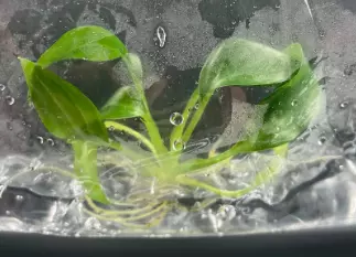 Scindapsus Pictus (BAG 1 plant) Tissue Culture Plants thumbnail