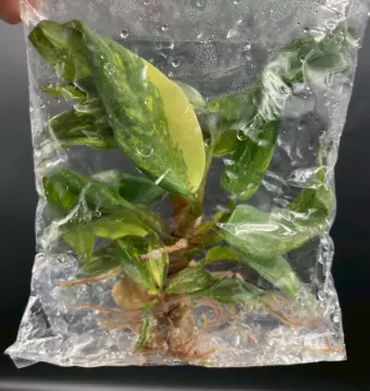 Philodendron Orange Princess (Bag 1 plant)Tissue culture thumbnail