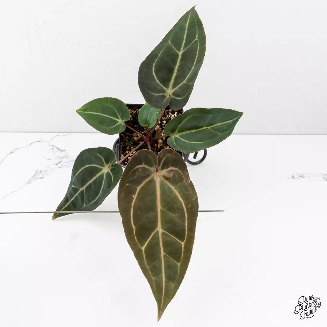 Anthurium Minerva '20' x Dark & Handsome '9' by DocBlock® *Grower's Choice* thumbnail