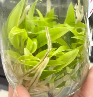 Philodendron Ring Of Gold (BAG 1 plants) Tissue Culture thumbnail