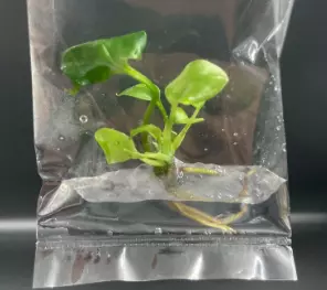 Philodendron Skeleton Key (BAG 1 plant) Tissue Culture thumbnail