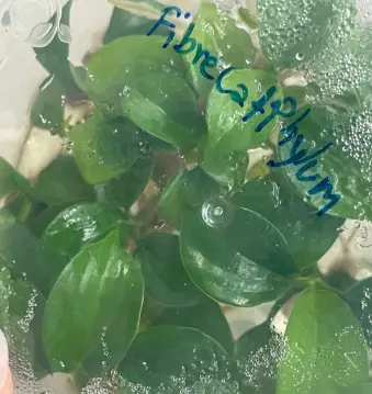 Philodendron Fibraecataphyllum Tissue Culture 10pcs RANDOM thumbnail