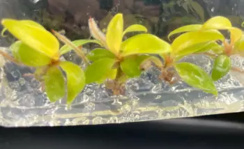 Philodendron Prince of Orange  (BAG 5 plants) Tissue Culture thumbnail