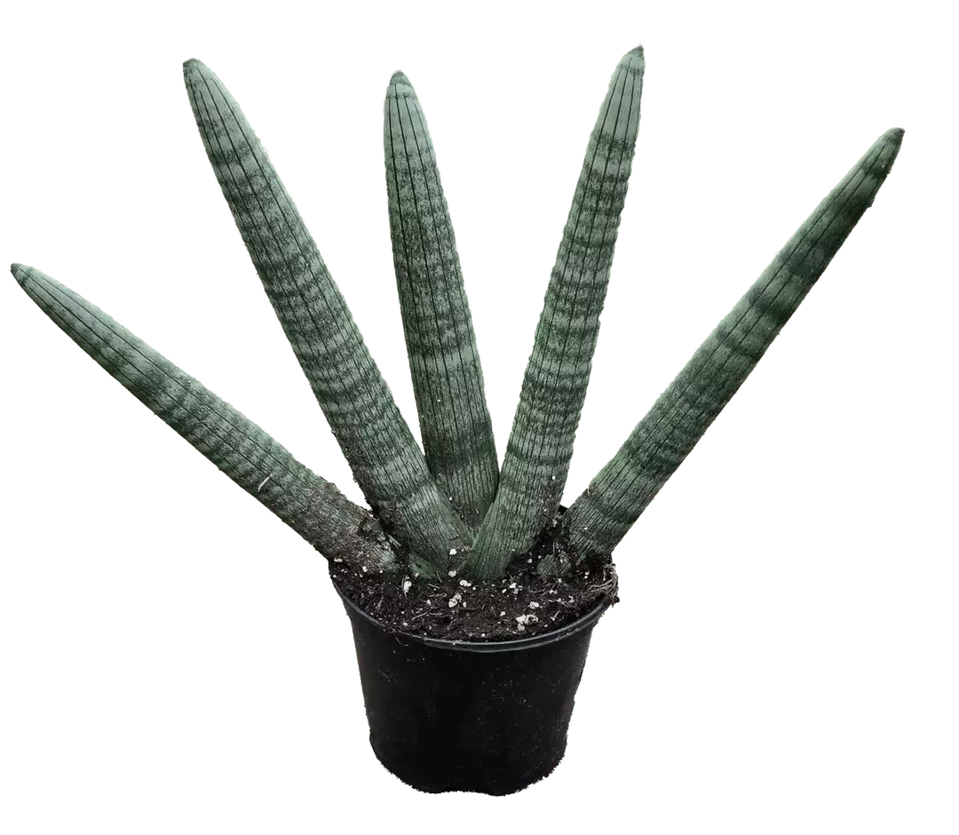 Sansevieria Starfish 6" (HARD TO FIND IN STOCK) thumbnail