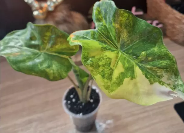 Alocasia Portora Aurea TC thumbnail