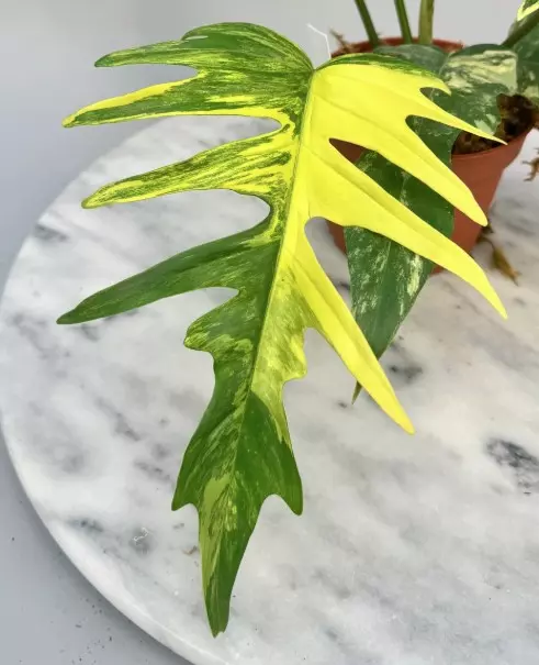 Philo Tortum x Florida Beauty TC thumbnail