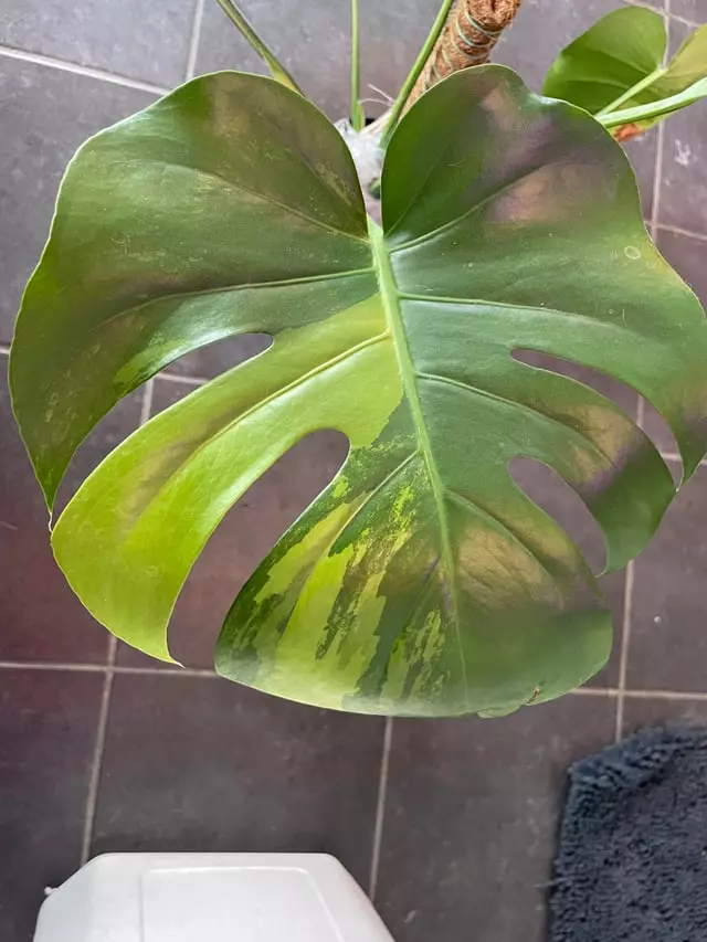 Monstera Green on Green TC thumbnail