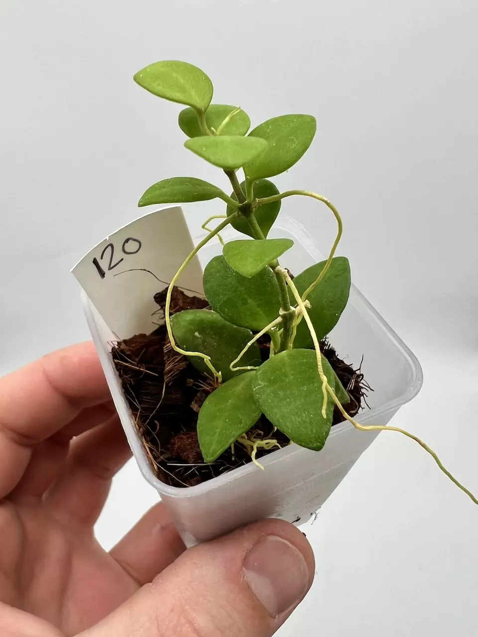 Hoya Minipixie - 120 thumbnail