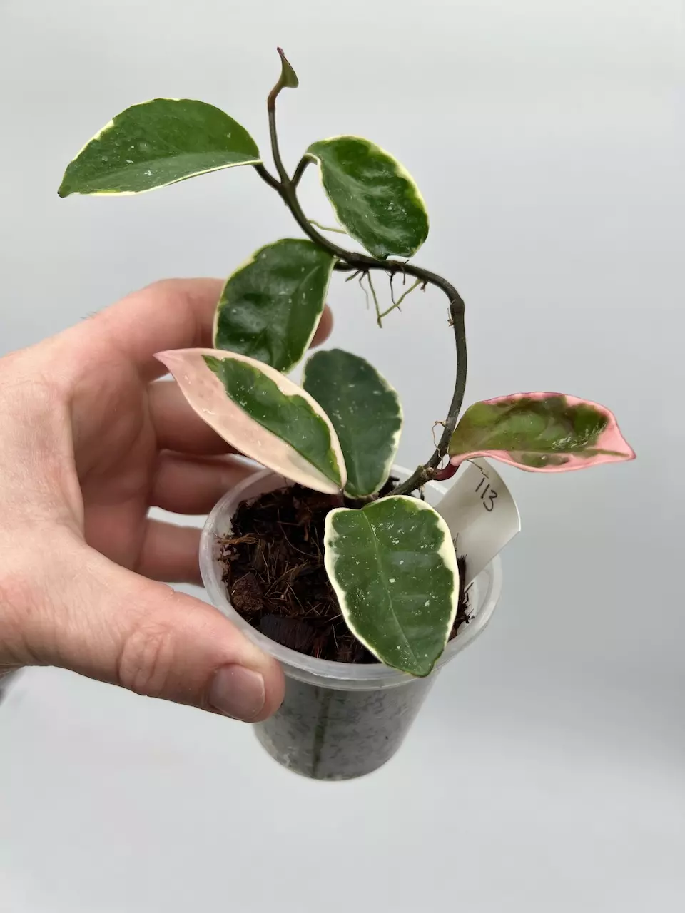 Hoya Carnosa 'Snowball' - 113 thumbnail