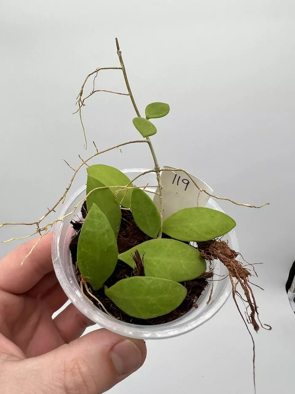 Hoya Suwanna Gems - 119 thumbnail