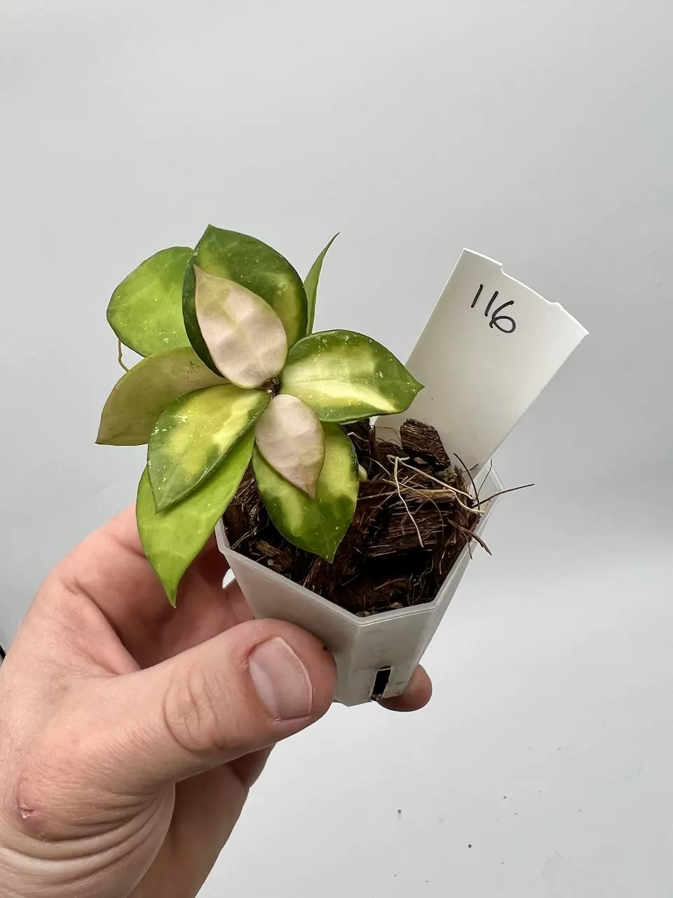 Hoya Lacunosa Asami Inner Variegated - 116 thumbnail