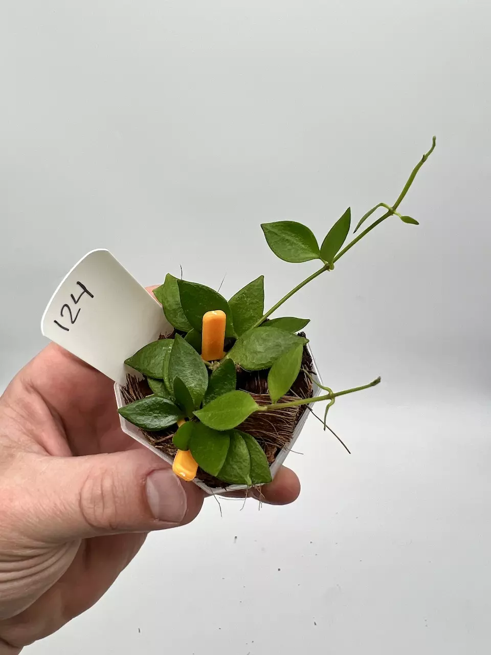 Dischidia Immortalis from Venuatu - 124  thumbnail