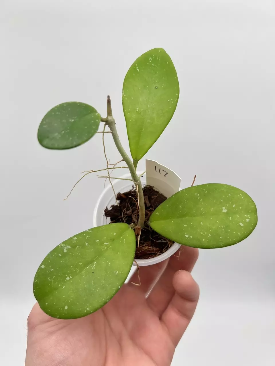 Hoya Mili (kerrii x pubicalyx) - 117 thumbnail
