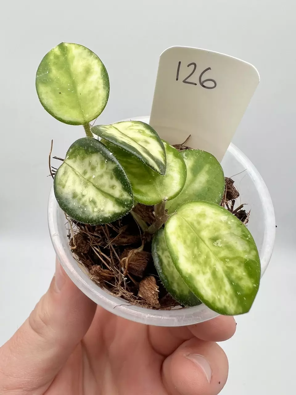 Hoya cv. Mathilde Variegated - 126  thumbnail