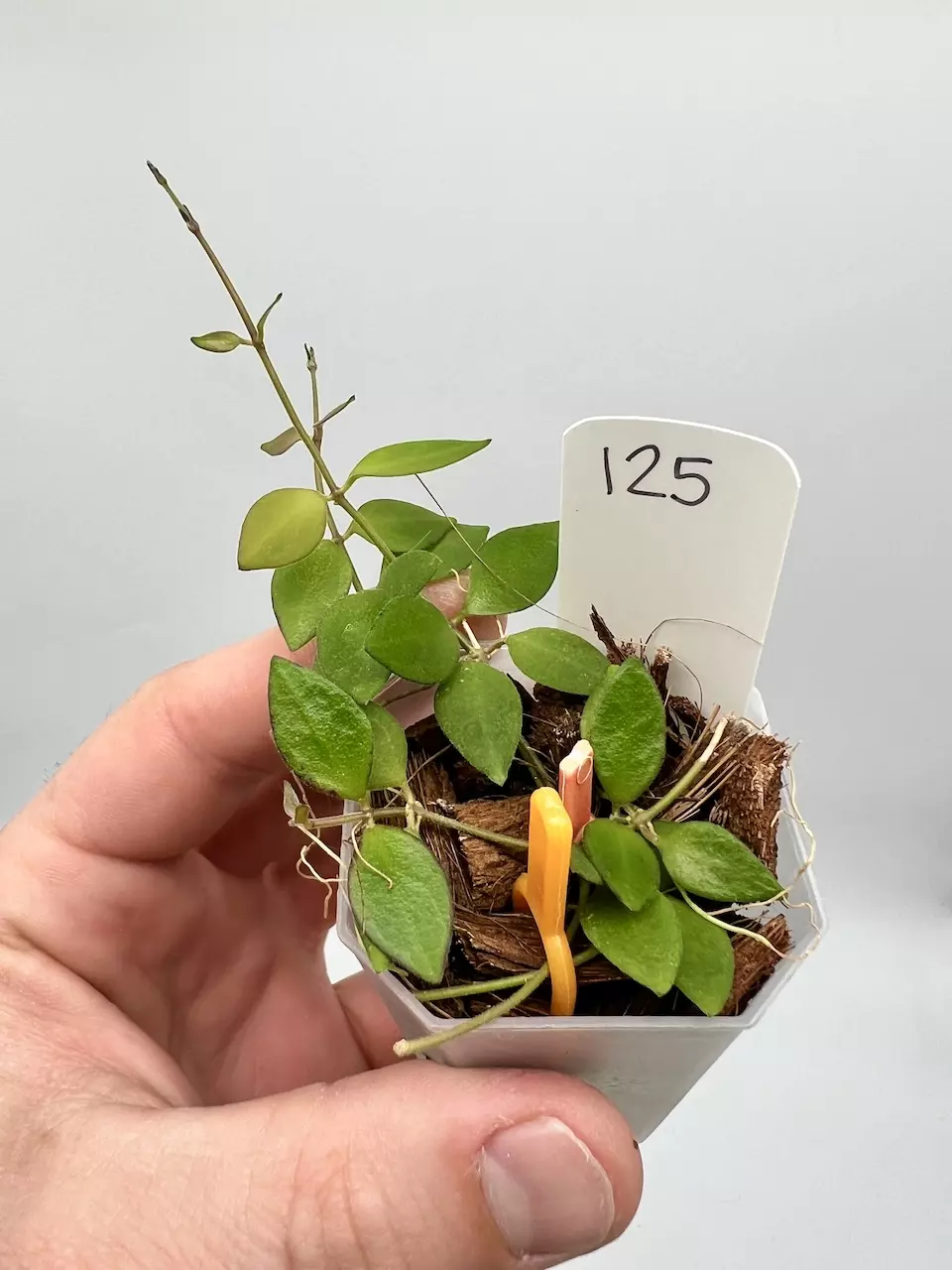 Dischidia Immortalis from Venuatu - 125 thumbnail