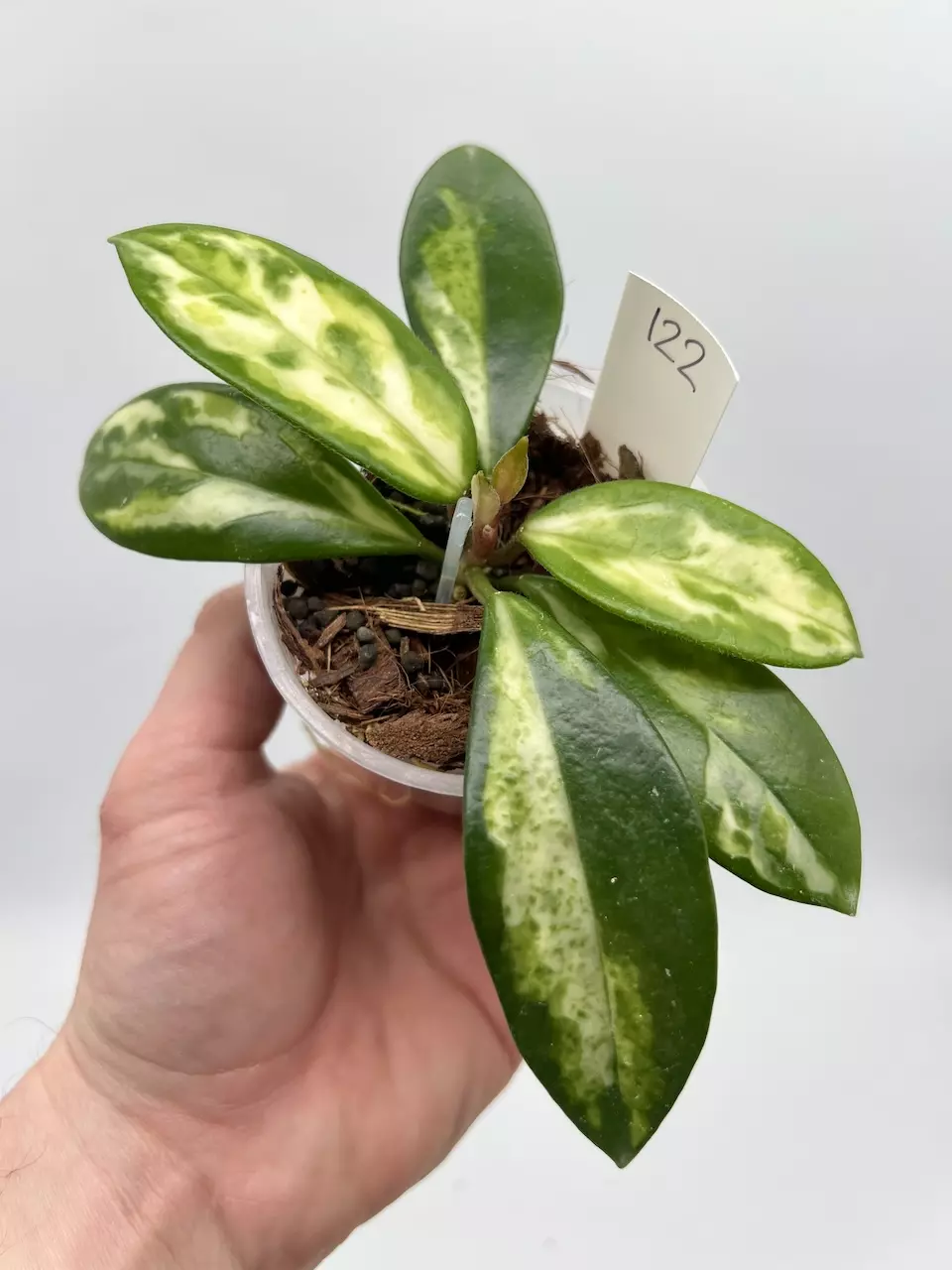 Hoya Carnosa Madara 'green edge' - 122  thumbnail