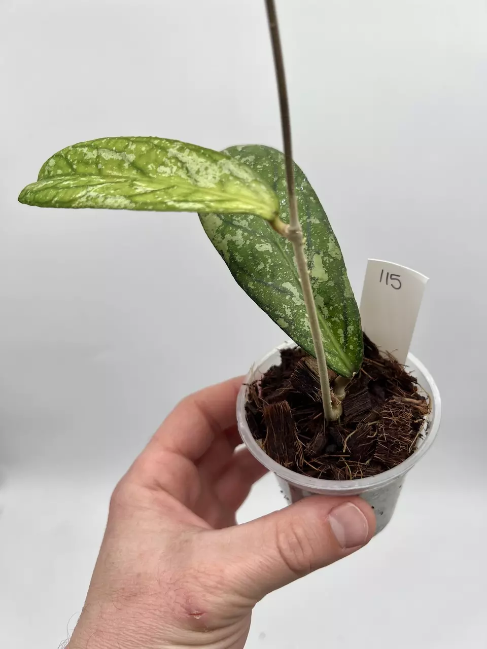 Hoya sp. Way Maja Splash - 115 thumbnail