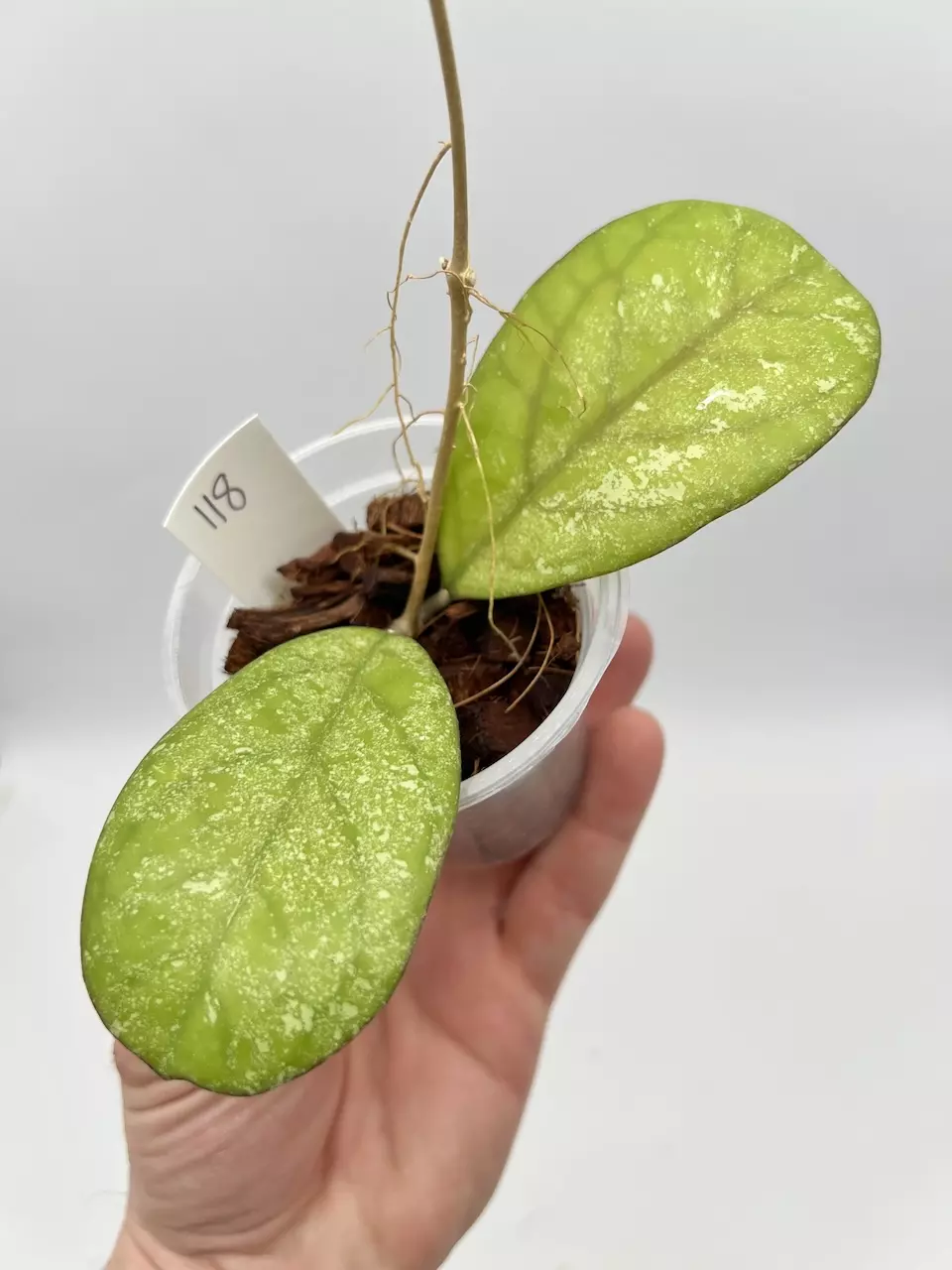 Hoya Patcharawalai Splash - 118  thumbnail