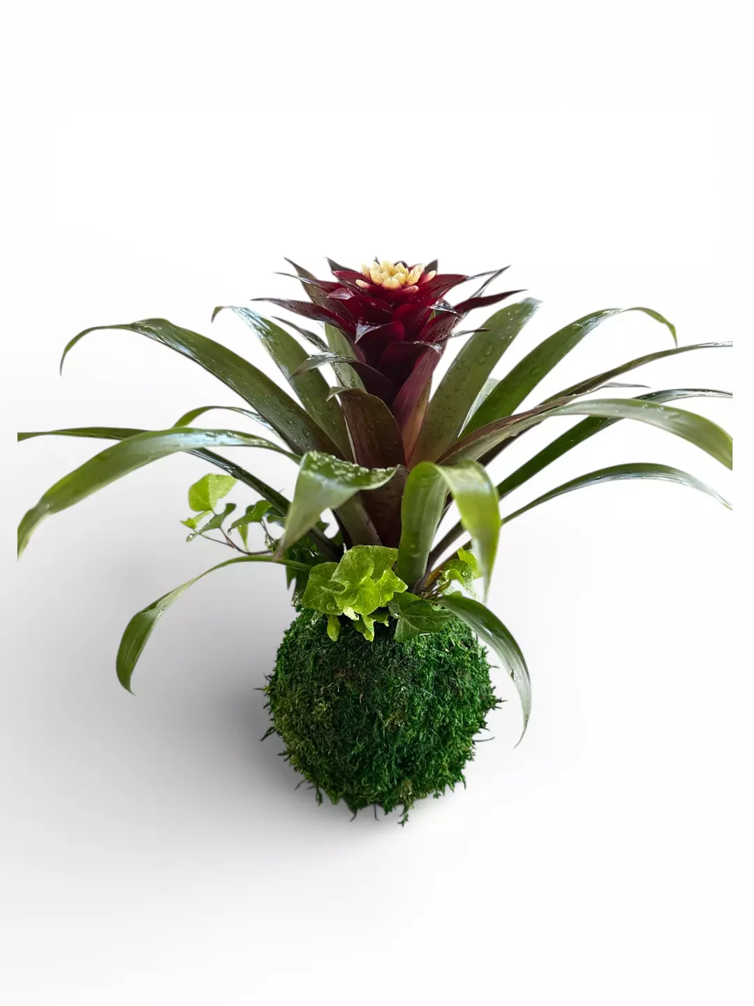 Red and white bromeliad with Ivy thumbnail