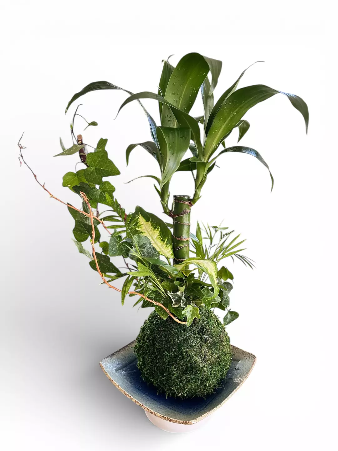 Dracaena massangeana arranged kokedama  thumbnail