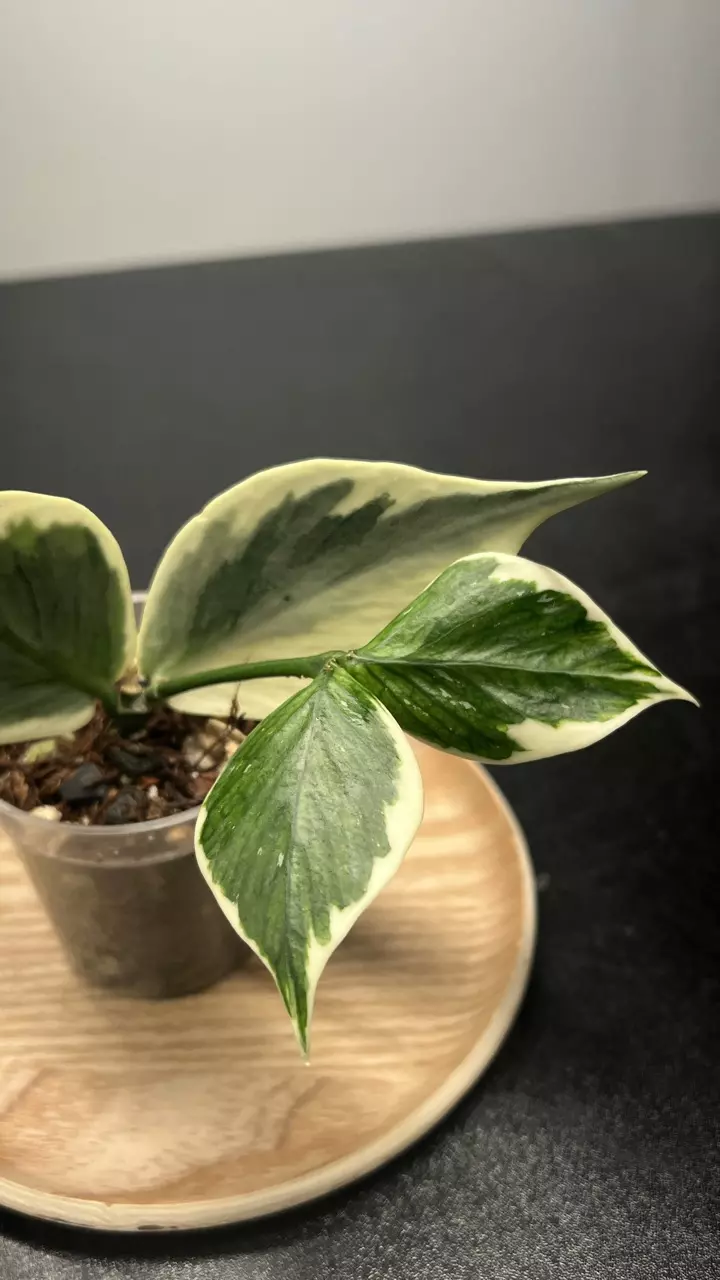 Hoya Polyneura Outer Variegated thumbnail
