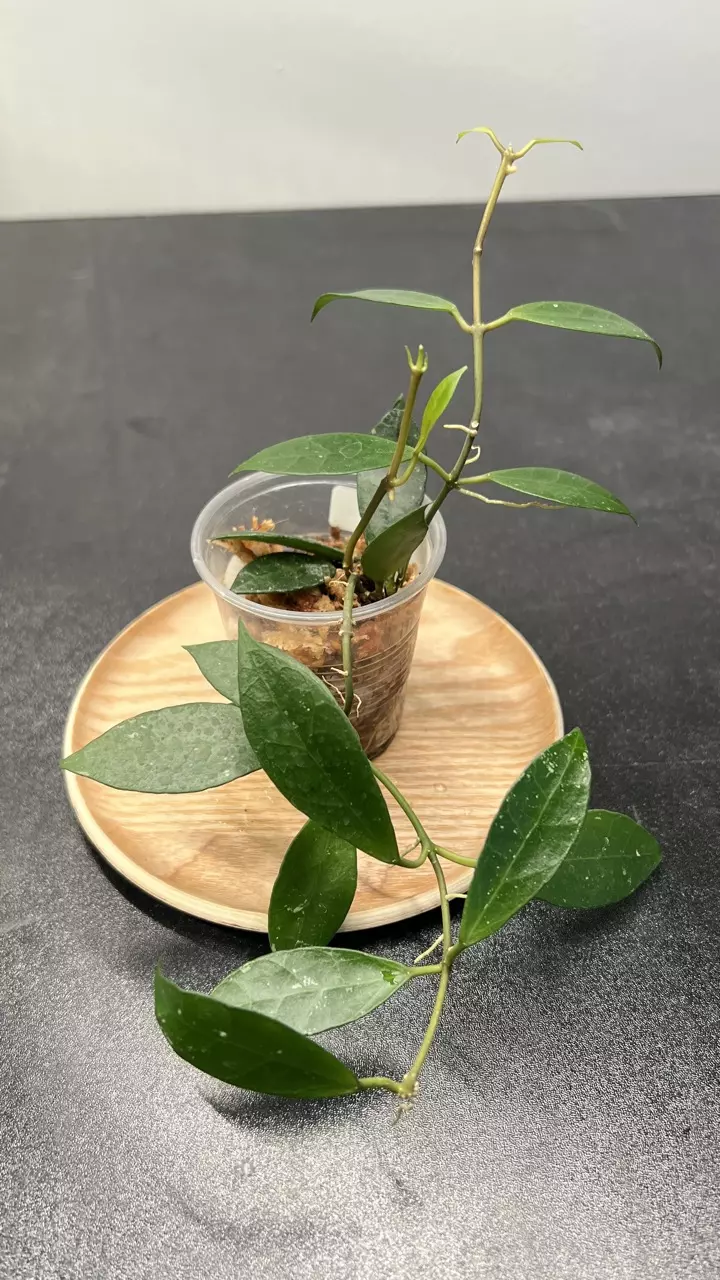 Hoya Rebecca thumbnail