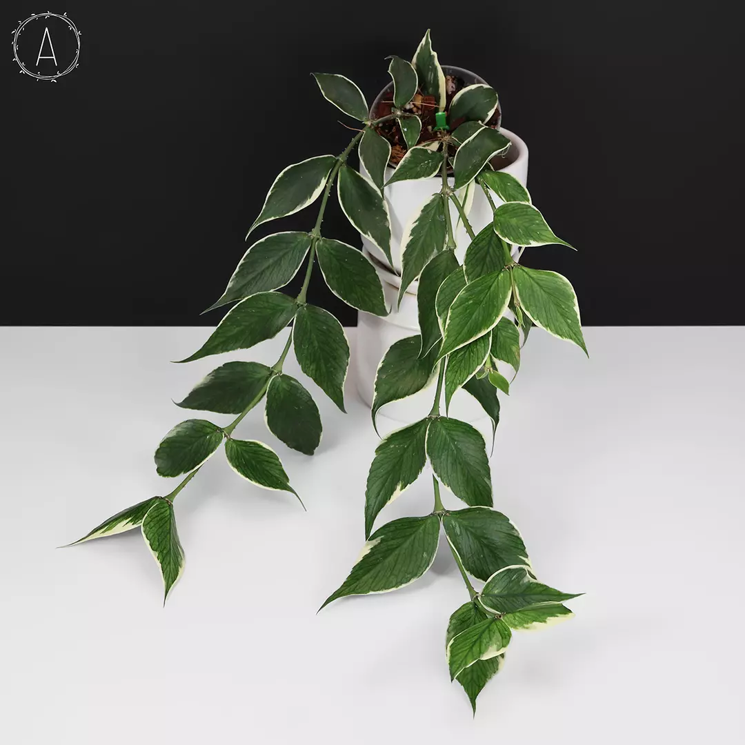 Hoya Polyneura Albomarginata thumbnail