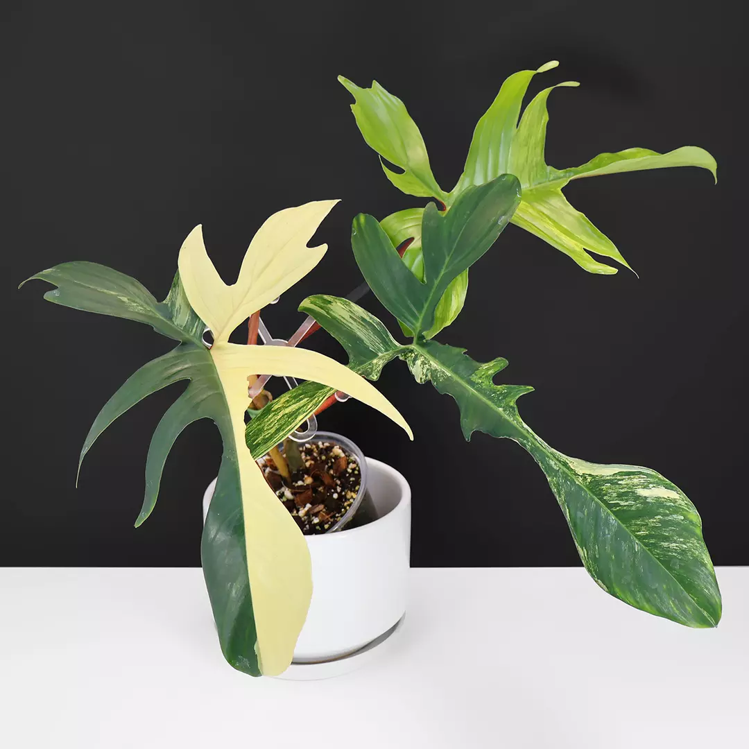 Philodendron Florida Beauty Variegated thumbnail