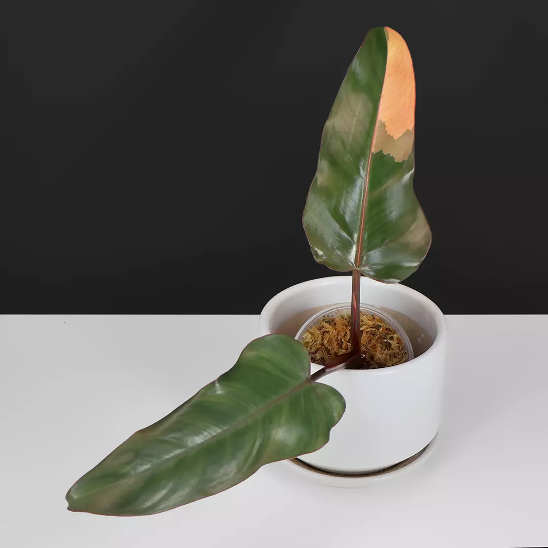 Philodendron Dark Lord Variegated thumbnail