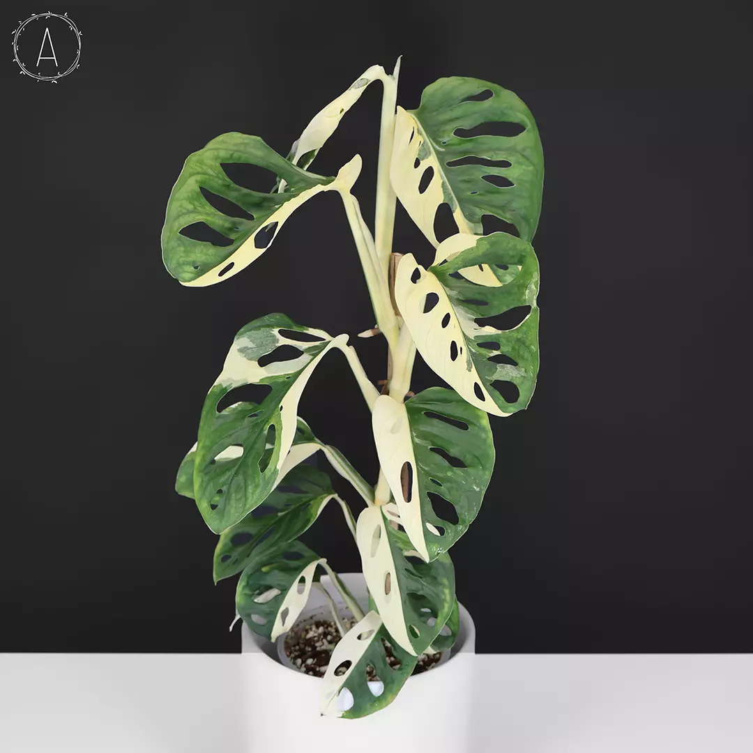 Monstera Adansonii Variegated thumbnail