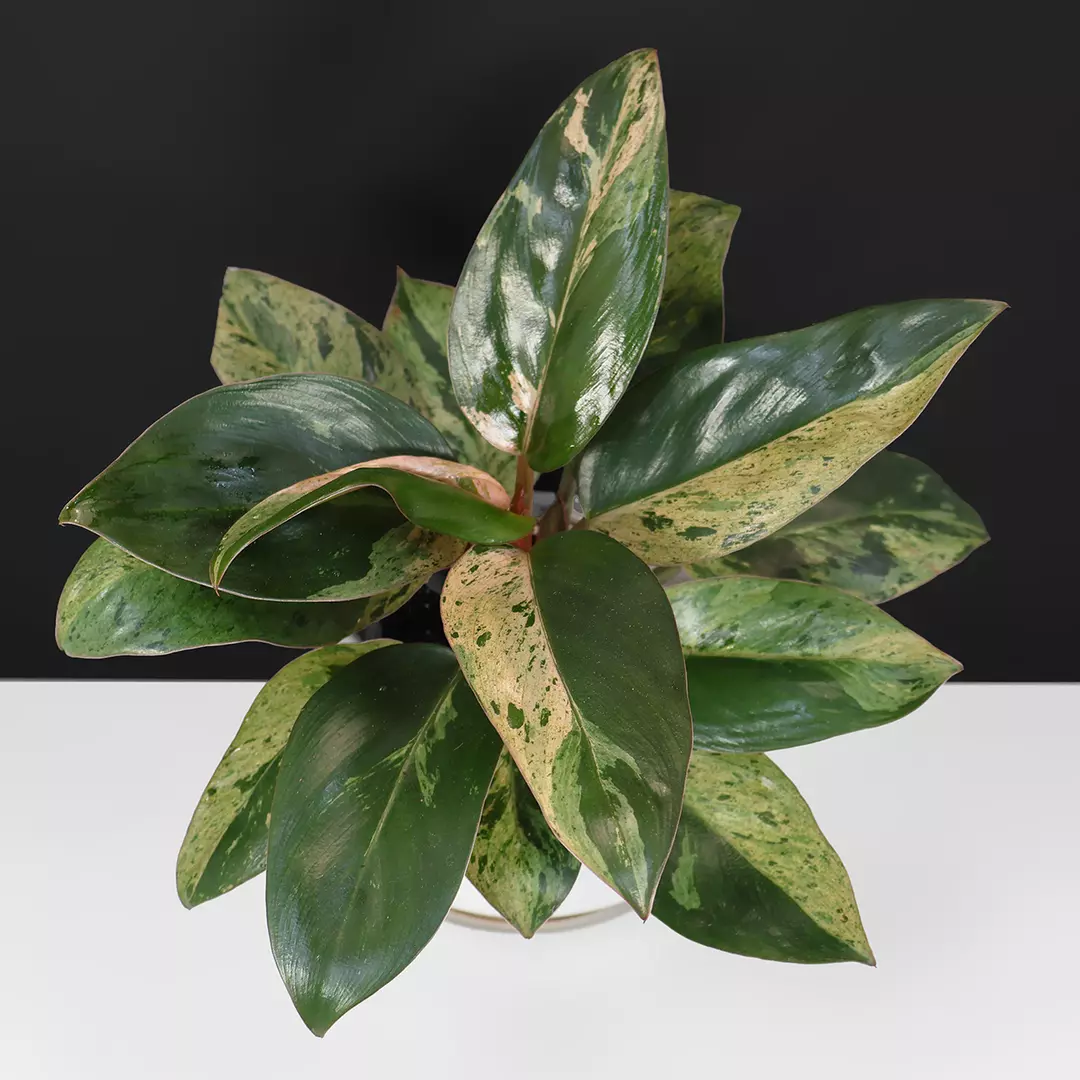 Philodendron Red Congo Dwarf Marble Variegated thumbnail