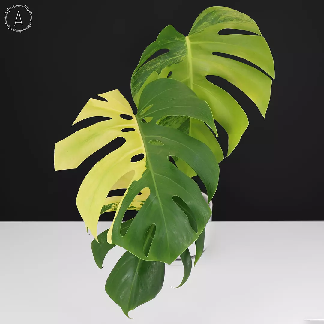 Monstera Aurea (Marmorata) thumbnail